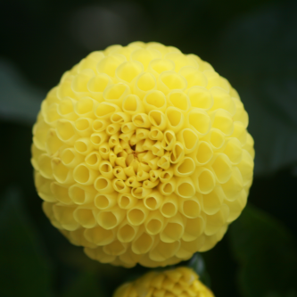 gallery/dalia